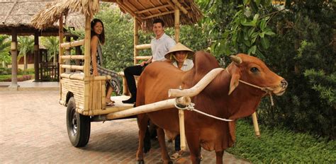 Thăm quan bằng xe bò - Ninh Binh Legend Hotel