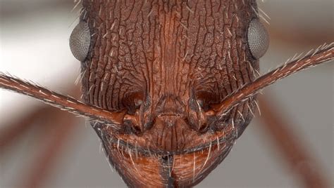 Ants' Intricate Face Patterns May Offer Surprising Benefits, Study Of 11,000 Photos Reveals ...