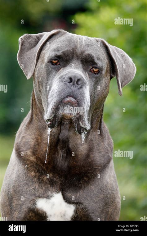 Cane Corso Portrait Stock Photo - Alamy