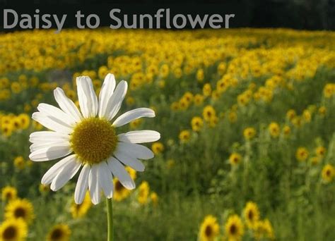 Constructive vs. Destructive | Daisy to Sunflower