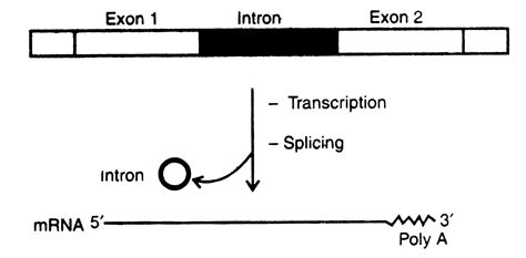 Split Genes (or Introns) - Gene Technology