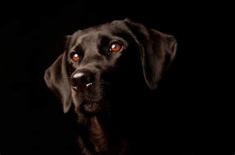 Premium Photo | Studio portrait of a dog, isolated on a black background