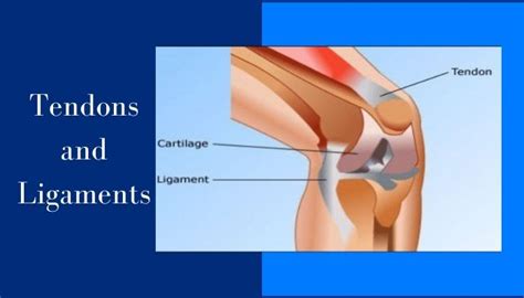 Tendons And Ligaments - Major Differences Between Tendons And Ligaments