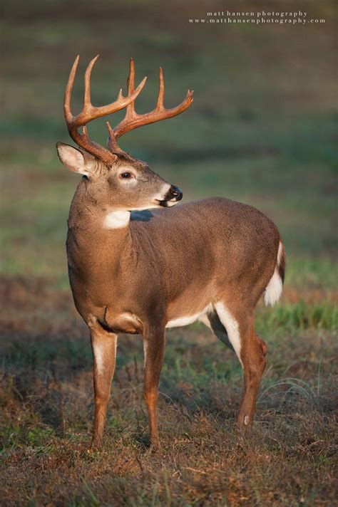 White-tailed deer (Odocoileus virginianus) - Professional Whitetail Deer Photography | Matt ...