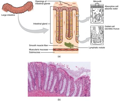 The Small and Large Intestines | Anatomy and Physiology