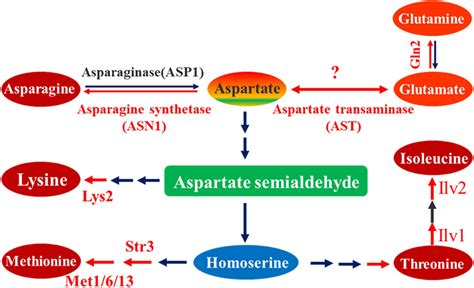 Frontiers | Aspartate Transaminase AST2 Involved in Sporulation and Necrotrophic Pathogenesis in ...