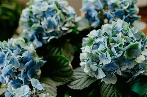 How to Get Bright Blue Hydrangeas