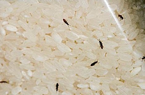 Rice Exporter | Ways to get rid of Weevils inside rice package ...