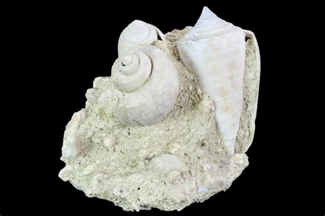 2.7" Tall, Miocene Fossil Gastropod Cluster - France (#104129) For Sale - FossilEra.com