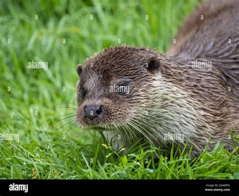 Eurasian Otter. Close up of Head Stock Photo - Alamy