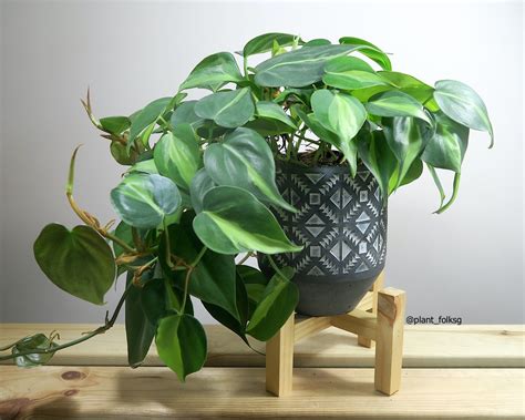 Philodendron Brasil: Brasil Heart-Leaf Philodendron - Gardenfrontier