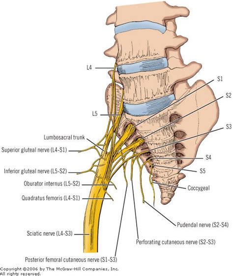 AccessSurgery - Print | Nerve anatomy, Sciatic nerve, Anatomy