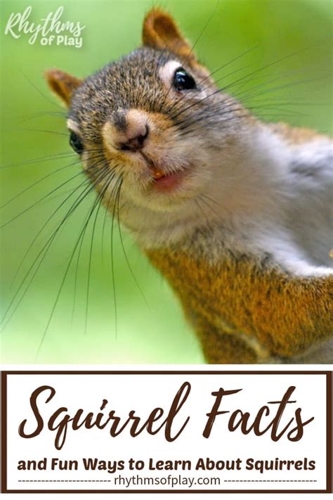 Squirrel Activity Ideas: Fun Ways to Learn About Squirrels | RoP