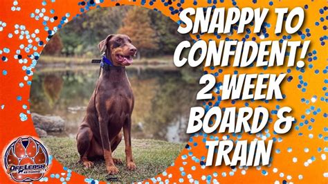 Birmingham Dog Trainers - 3 Year Old Male Doberman Pinscher Learns To Manage His Aggression ...