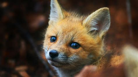 1920x1080 Cute Fox Cub Laptop Full HD 1080P ,HD 4k Wallpapers,Images,Backgrounds,Photos and Pictures