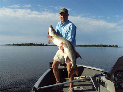 Big muskie caught on Lake of the Woods in Angle Inlet, MN, ON on 7/17 ...