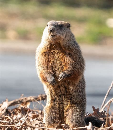 5 Things We Bet You Didn’t Know About Groundhog Day – Cityview