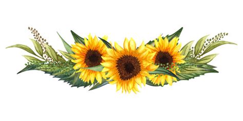 Watercolor Sunflower Border Clip Art