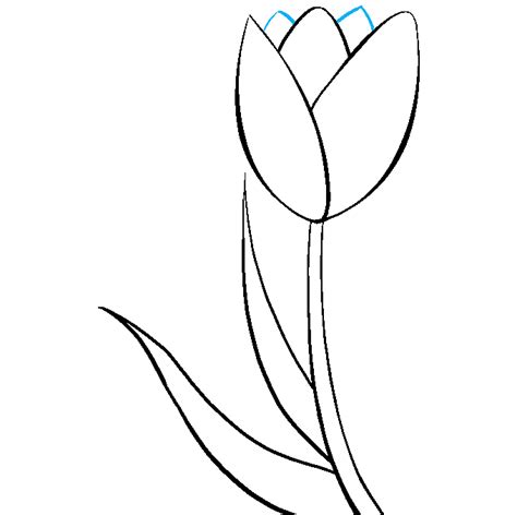 How to Draw a Tulip – Really Easy Drawing Tutorial Flower Drawing ...