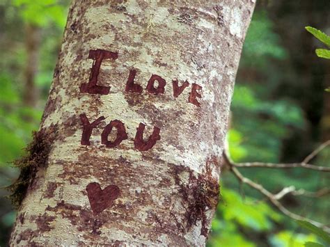 I Love You on Tree Wallpaper