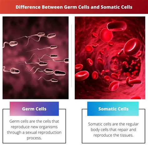 Germ Cells vs Somatic Cells: Difference and Comparison