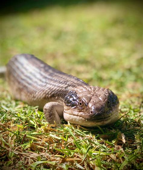 Scaley Tales - Reptile and Amphibian Visit! | WA Gould League