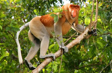 Animal You: Proboscis Monkeys