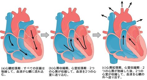 生物学 第2版 — 第40章 循環器系 —. Japanese translation of “Biology 2e” | by Better ...