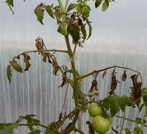 Meet the Tomato Bug! | NC State Extension