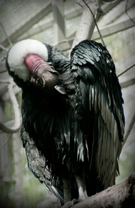 African Condor by Rueppells-Fox on DeviantArt