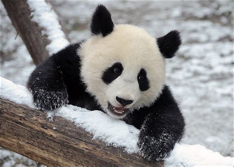 15 Amazing, Sweet Pictures Of Cute Baby Giant Panda Bear | Reckon Talk