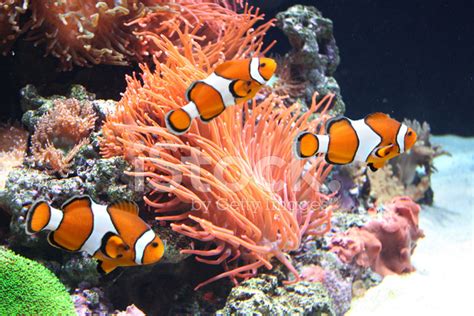 Sea Anemone and Clown Fish stock photos - FreeImages.com