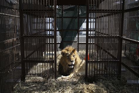 33 Circus Lions Will Be Airlifted to African Sanctuary | TIME