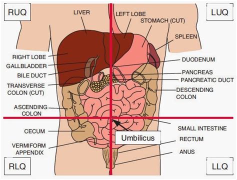 Abdominal Quadrants Organs Diagram