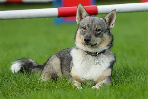 Swedish Vallhund Pictures - AZ Animals