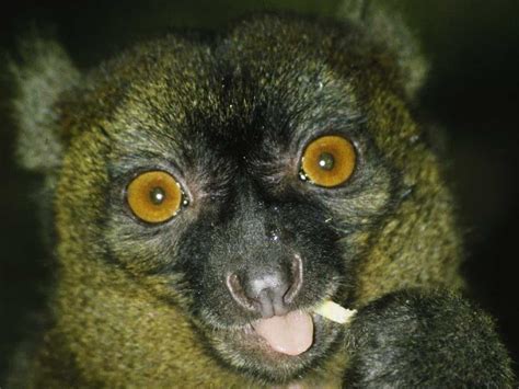 ENDANGERED SPECIES SPOTLIGHT: Greater Bamboo Lemur of Madagascar