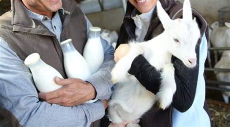 Dairy Goat Breeds and Their Milk Production Stats — Info You Should Know