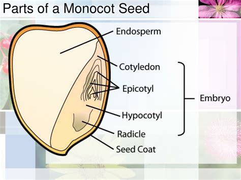 Monocot Seed Diagram