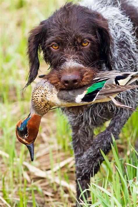 15 Bird Dog Breeds That Make Top-Notch Hunters (and Pets!)