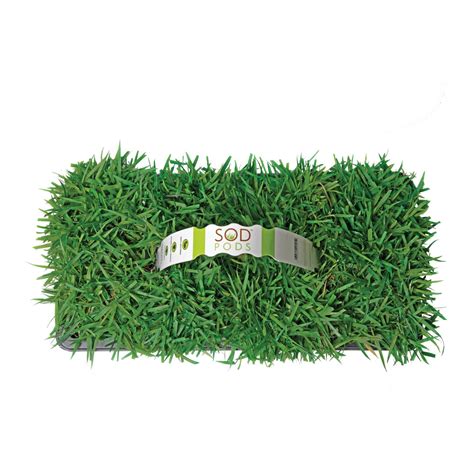 Centipede Grass Plugs – GrassPlugs.net