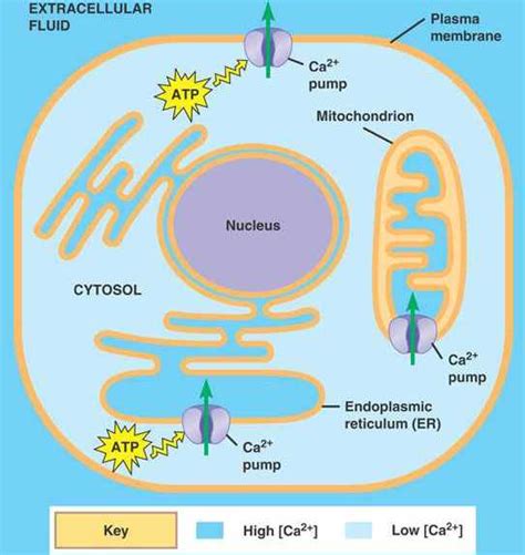 calcium.html 11_11CalciumIonConcentrat_L.jpg