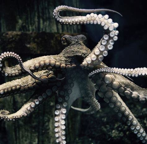 octopus-octopodia | Beautiful sea creatures, Octopus, Deep sea creatures