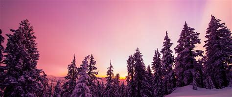 Winter Wallpaper 4K, Forest, Sunset, Pink background