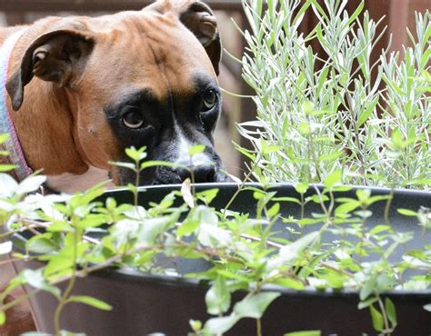 4 Dog Friendly Herbs: Parsley, Oregano, Peppermint, Rosemary