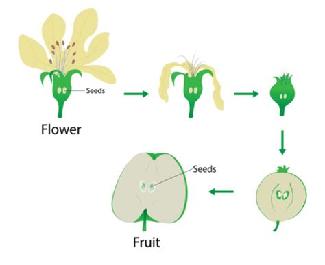 Seeds and Fruit Formation | KS3 Biology Revision