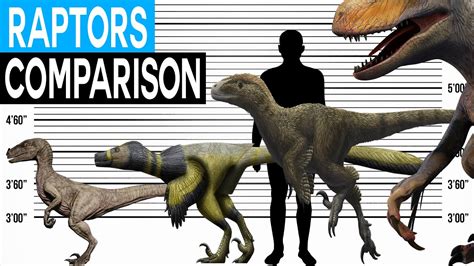 Velociraptor Size Comparison