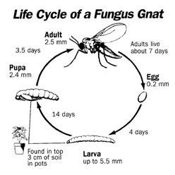 fungus gnat larvae life cycle - Marcelina Hess