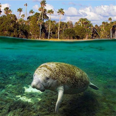 Cool and Interesting Facts about Florida Manatees! (Part 1) | Kobee Manatee