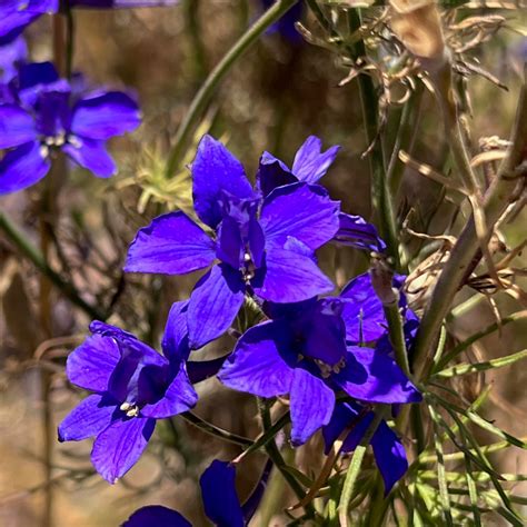 Dark Blue Larkspur Seeds - The Plant Good Seed Company