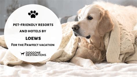 9 of the Most Pet-Friendly Hotels in Charleston, SC